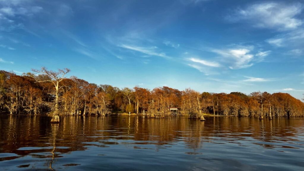A wide landscape view of Caddo Lake during the autumn or winter season. A dense line of bald cypress trees with copper-colored needles and hanging Spanish moss stretches across the horizon, their colors reflected in the calm, rippling dark water. Above, a vibrant blue sky is streaked with thin, wispy white clouds.