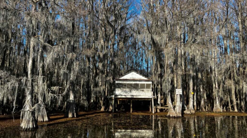 A historic white wooden shack on stilts, known as Dick and Charlie’s Tea Room, nestled within a dense grove of towering bald cypress trees draped in heavy Spanish moss. The still, dark waters of Caddo Lake in Uncertain, Texas, reflect the trees and the structure, creating a moody and atmospheric swamp scene.