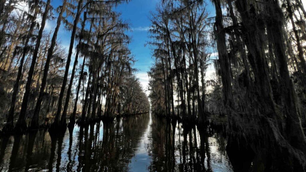 A dramatic, symmetrical view looking down a long, straight "boat road" on Caddo Lake. Tall, slender bald cypress trees heavily draped in thick Spanish moss line both sides of the narrow waterway, creating a natural tunnel. The dark, glassy water perfectly reflects the trees and the narrow strip of bright blue sky visible above.